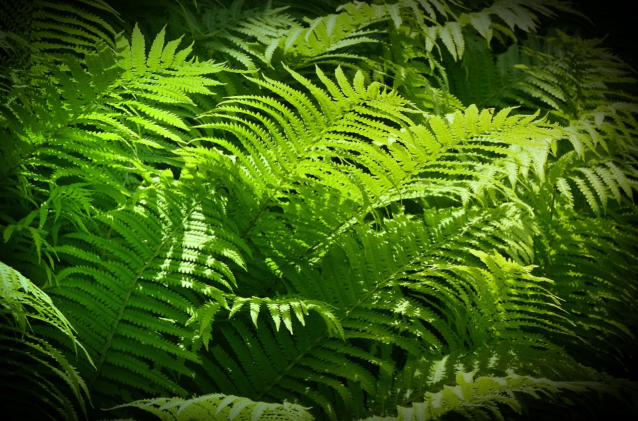 魚缸造景假山魚缸造景假山效果圖大全，魚缸造景假山效果圖大全 養(yǎng)魚知識(shí) 第1張