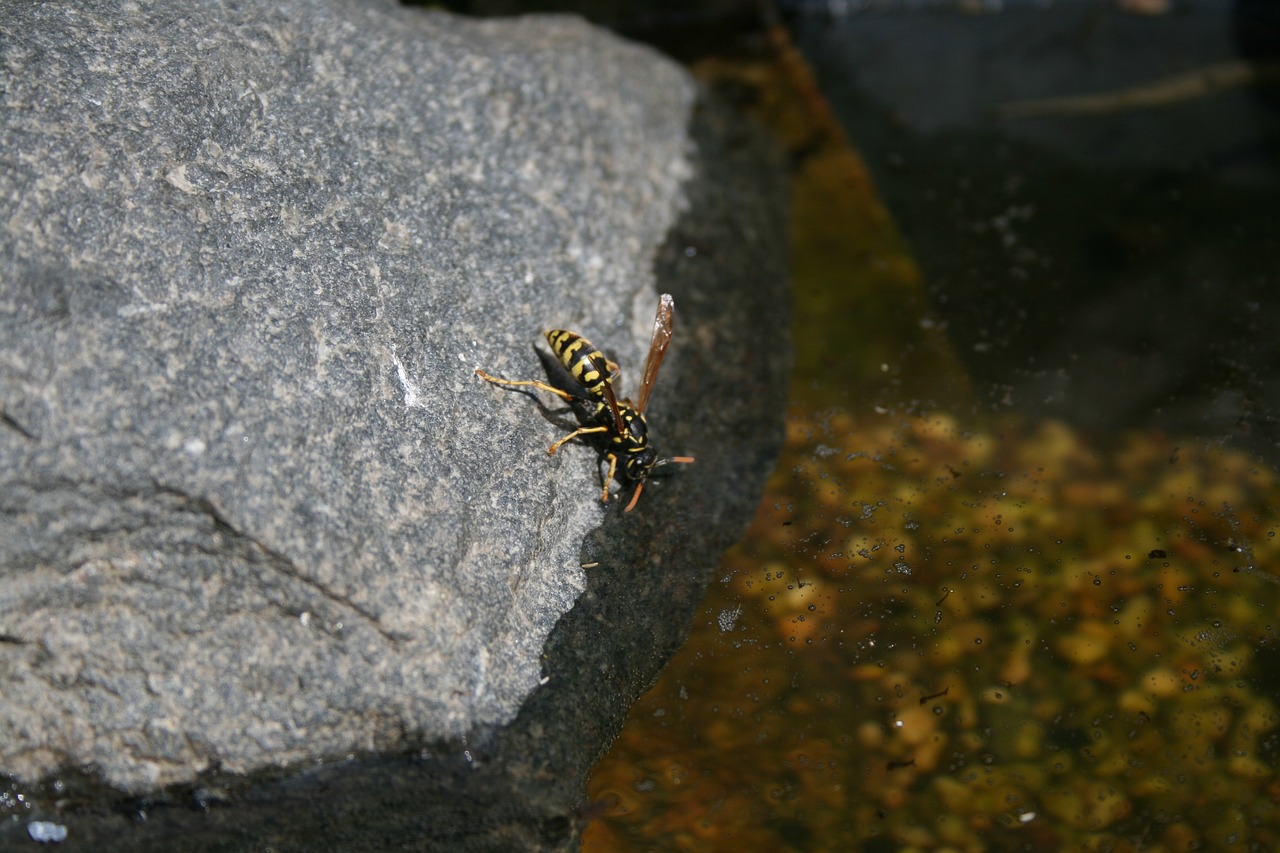 魚缸里面放水草合適嗎，魚缸里放水草合適嗎，養(yǎng)金魚需要放水草嗎 水草 第1張