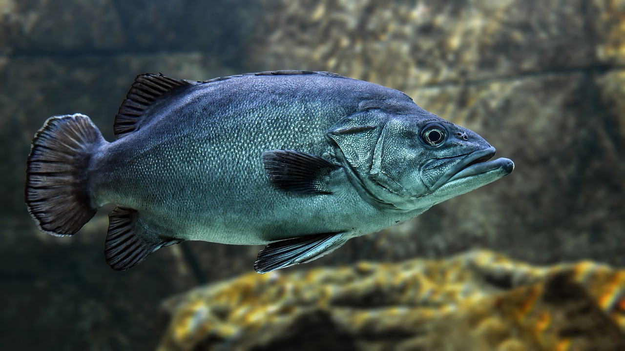 金龍魚的飼養(yǎng)與觀賞價(jià)值 藍(lán)底過背金龍魚 第1張