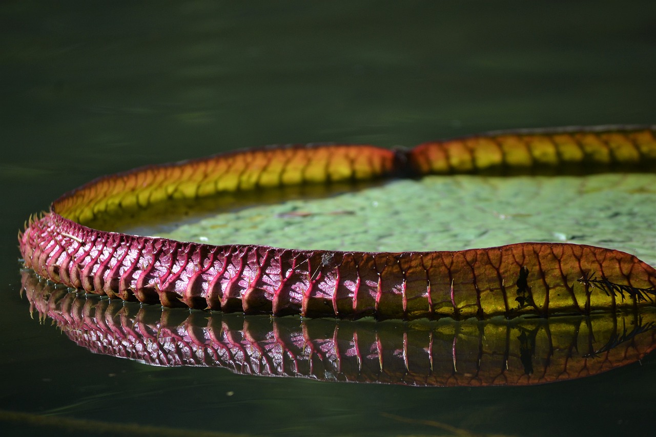 陽(yáng)泉觀賞魚(yú)微信群號(hào)大全 