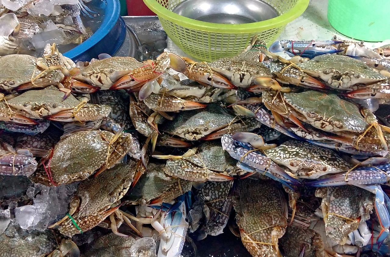 恐龍魚為什么不吃食物？原因和解決方法詳解 觀賞蝦蟹等飼料 第2張