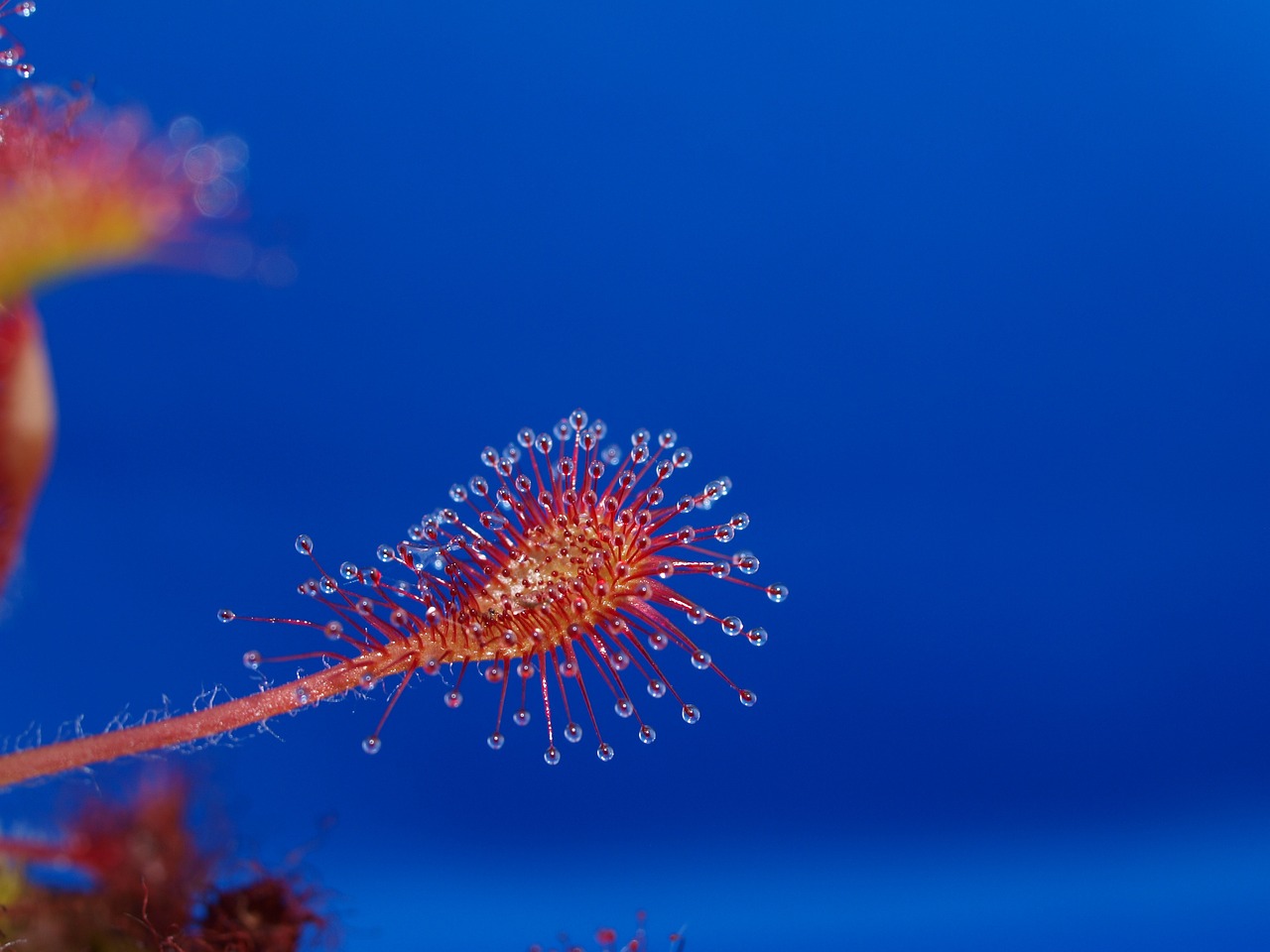 皇冠三間魚(yú)和帝王三間魚(yú)的區(qū)別 帝王三間魚(yú) 第1張