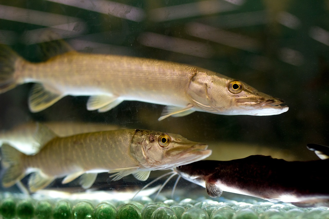 水族館常見魚類有哪些？ 玫瑰銀版魚 第2張