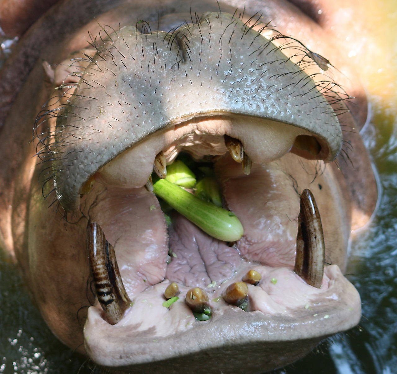 金龍魚是熱帶魚嗎？如何飼養(yǎng)？ 觀賞魚 第2張