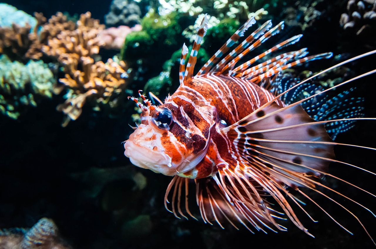 廣州海底世界觀賞魚市場在哪里觀賞魚的種類及名稱及名稱