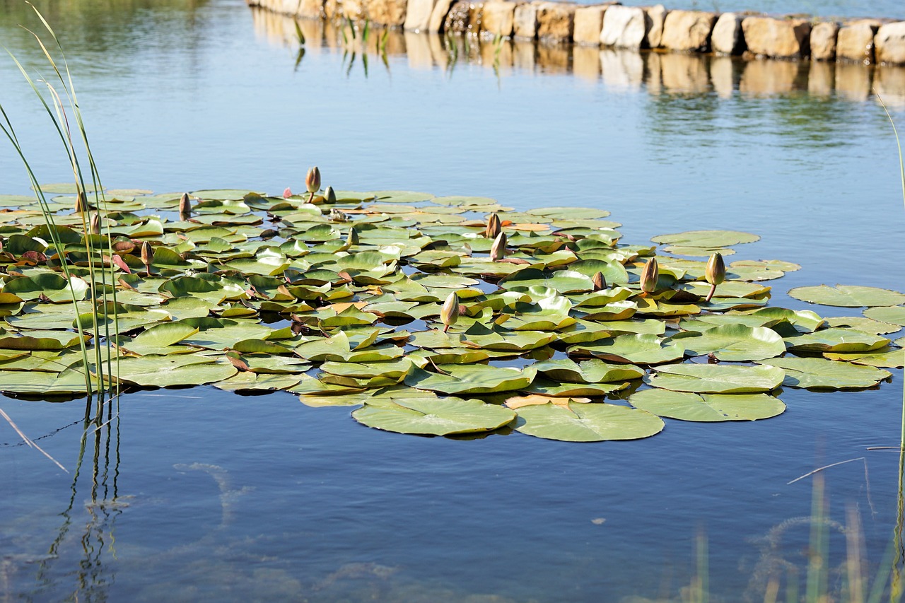 魚(yú)缸里養(yǎng)什么魚(yú)比較好 養(yǎng)魚(yú)知識(shí) 第2張