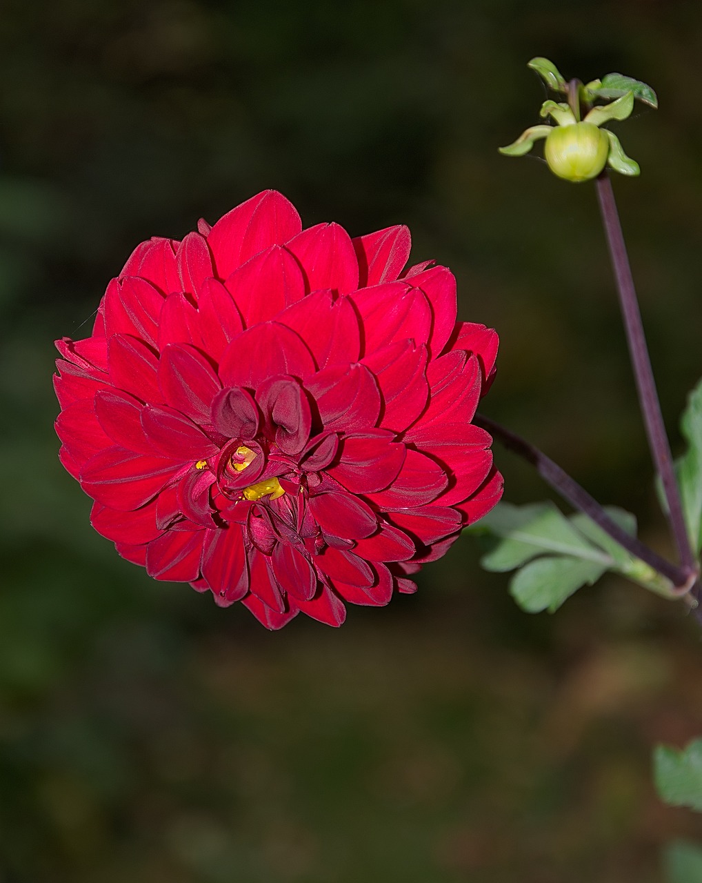 雨花區(qū)皮咖秋花藝店：打造獨(dú)特的藝術(shù)花卉世界 全國水族館企業(yè)名錄 第2張