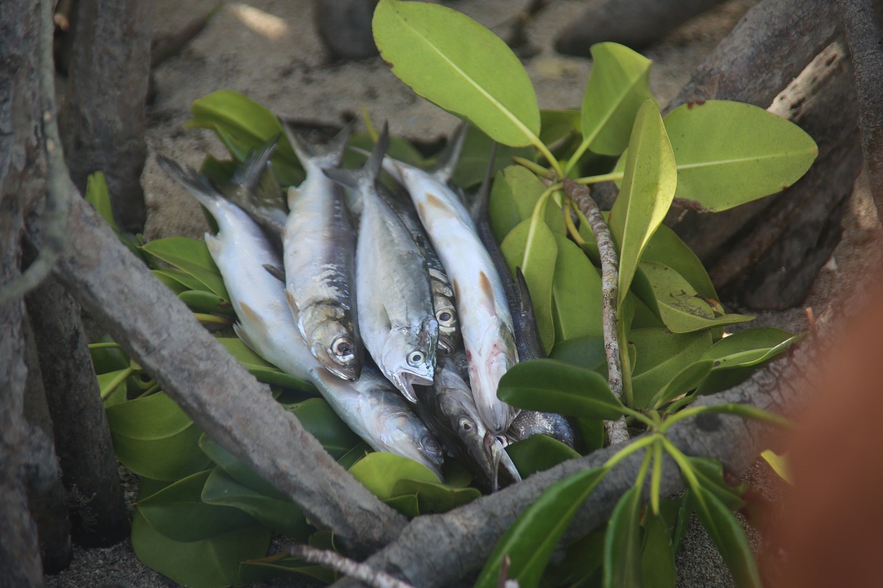 泰國虎魚生長速度，泰國虎魚的飼養(yǎng)溫度