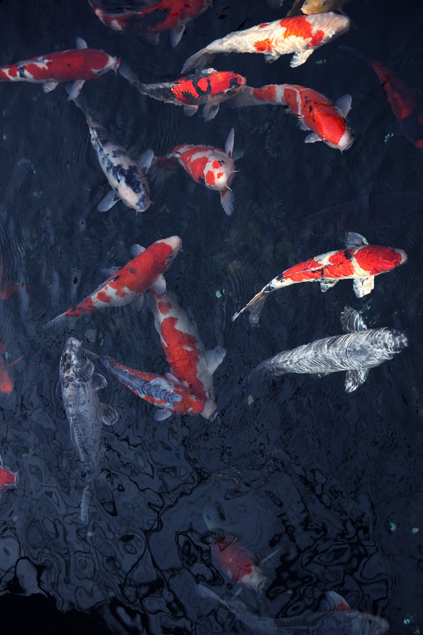 龍魚虎魚飛鳳豬鼻龜飛鳳寓意（龍魚鳳魚虎魚可以混養(yǎng)嗎）