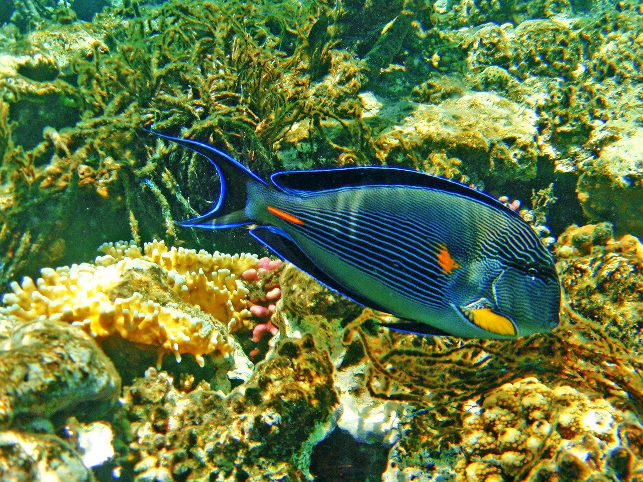 刀鱭魚的魚刺最多的兩種魚刺最多，吃過的魚刺最多 白條過背金龍魚 第2張