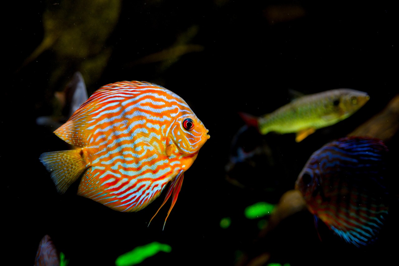 裕華仟宏水族館：探索了中國河北省的奇妙之旅 全國水族館企業(yè)名錄 第1張