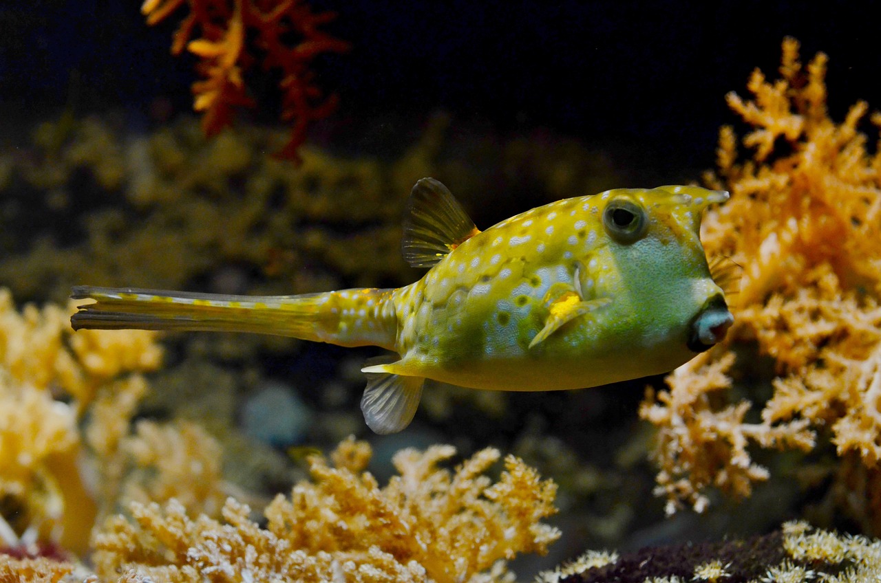 城陽區(qū)明漾鑫水族館 