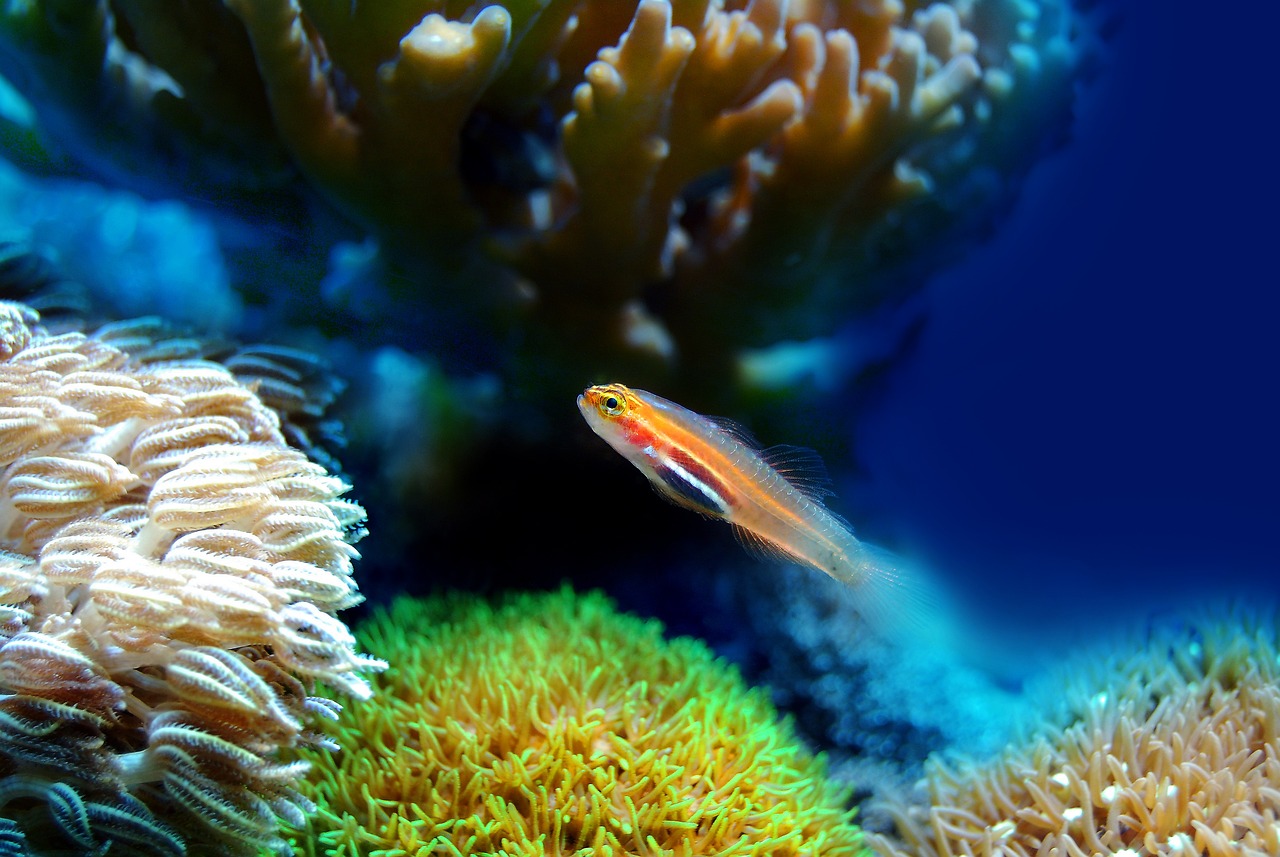 泗水縣魚你有緣水族館 （泗水魚場） 泗水龍魚 第1張