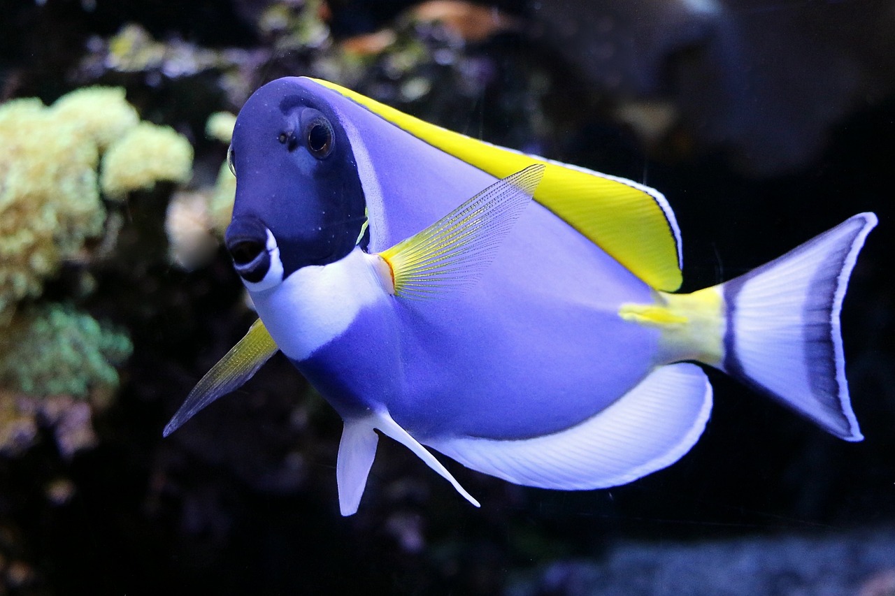 裕華七秒水族館 