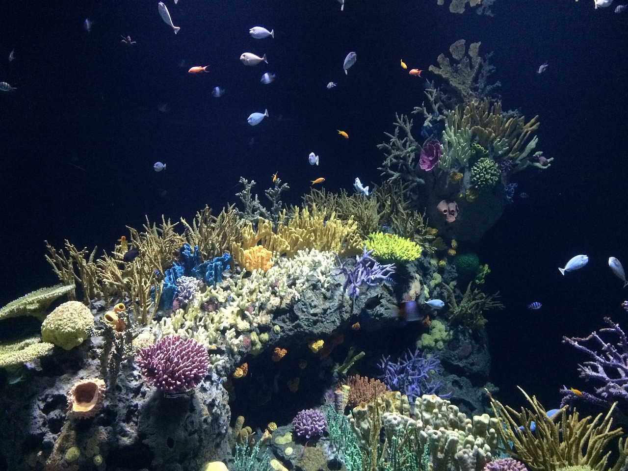 淮北市三旺水族館 （淮北市三旺水族館電話） 全國水族館企業(yè)名錄 第1張