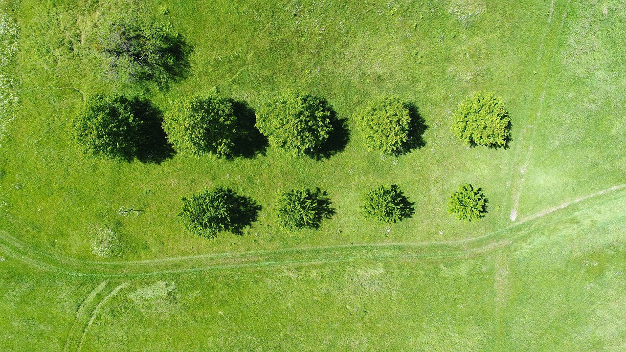 凈化空氣吸甲醛最好的植物排名（凈化空氣吸甲醛最好的植物排名龜背竹） 烏龜 第2張