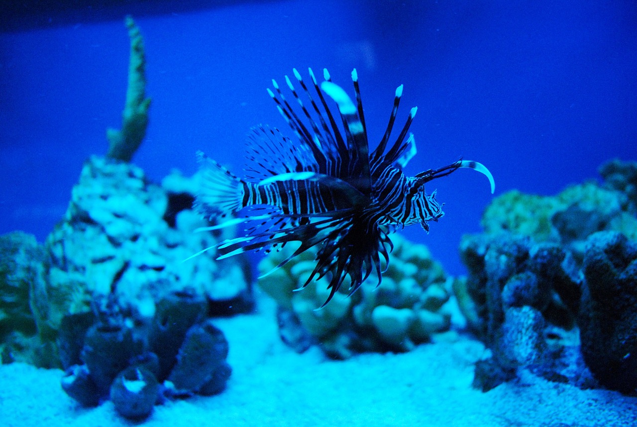 武隆區(qū)可愛麗水族館 