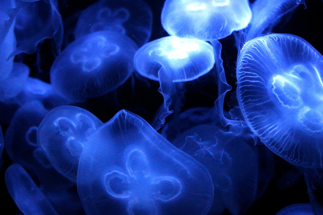 水族館主題餐廳 （水族館主題餐廳圖片） 水族主題相關 第3張