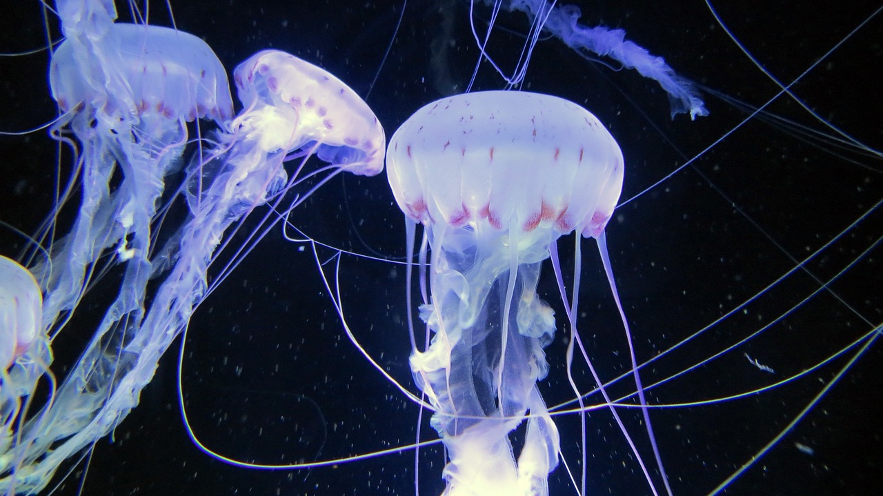 水族館店 （水族館店名） 水族主題相關(guān) 第1張