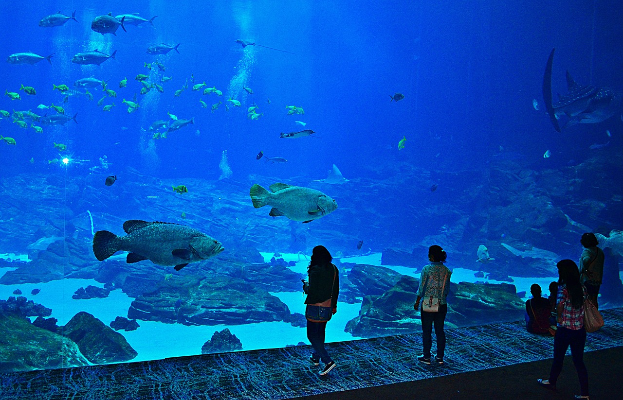 水族館店 （水族館店名） 水族主題相關(guān) 第2張