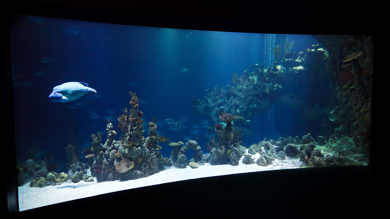 很久以前的一款水族館游戲 （很久以前的一款水族館游戲,可以配不同顏色的魚） 水族主題相關 第2張