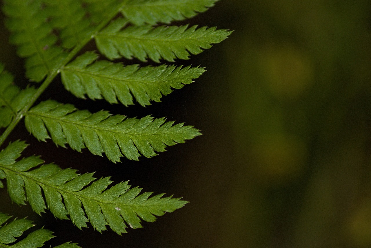 可以養(yǎng)在魚缸的植物 （可以養(yǎng)在魚缸的植物有哪些）