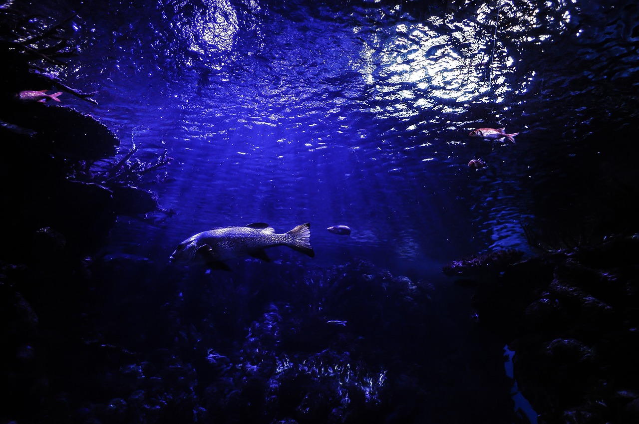 水族館主題酒店 （水族館主題酒店圖片）