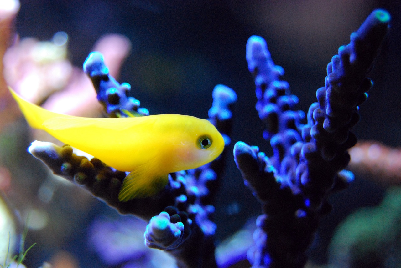 常州水族館貴陽勒來交流 非洲金鼓魚 第3張