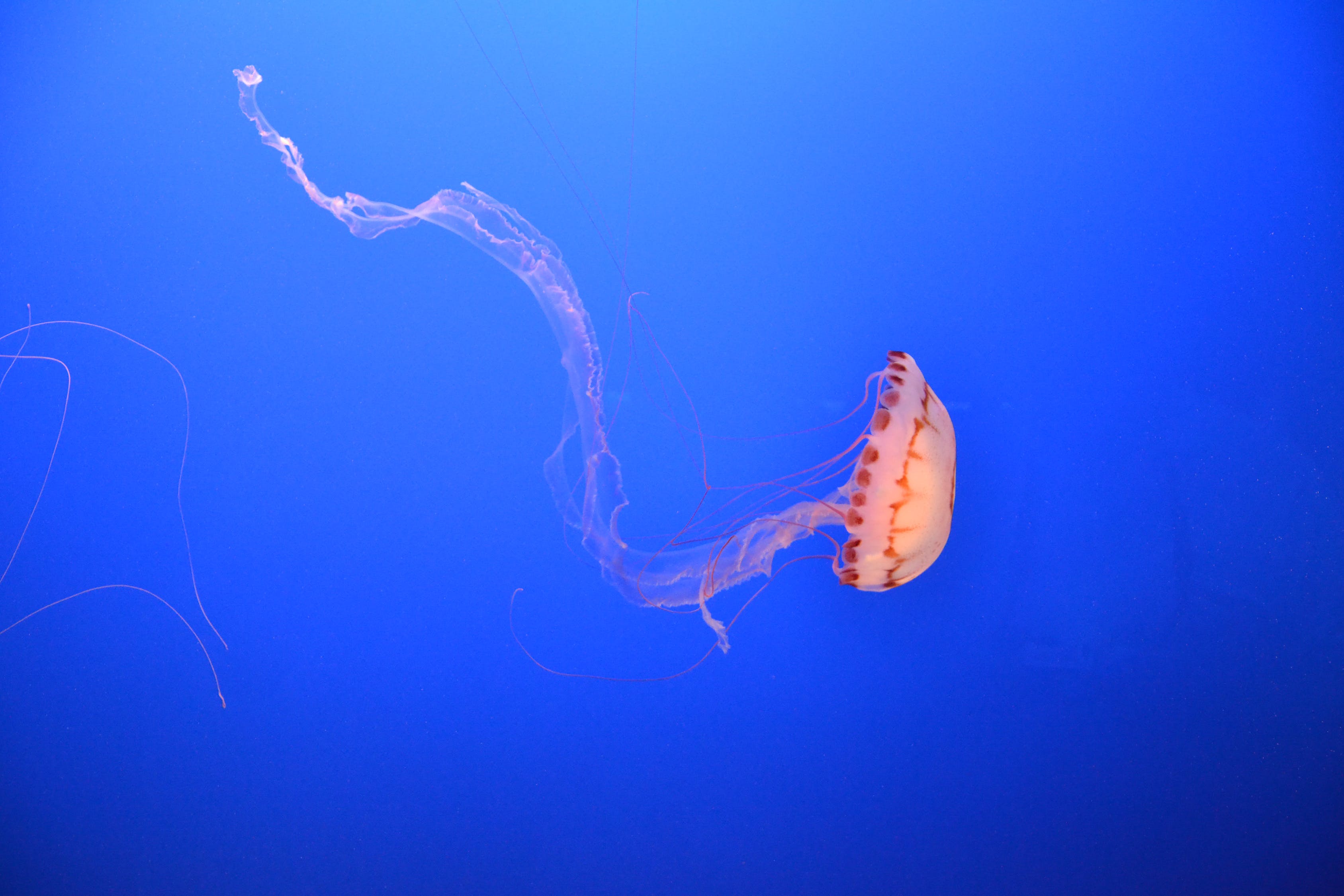 水族館效果圖 （水族館效果圖大全） 水族主題相關(guān) 第2張