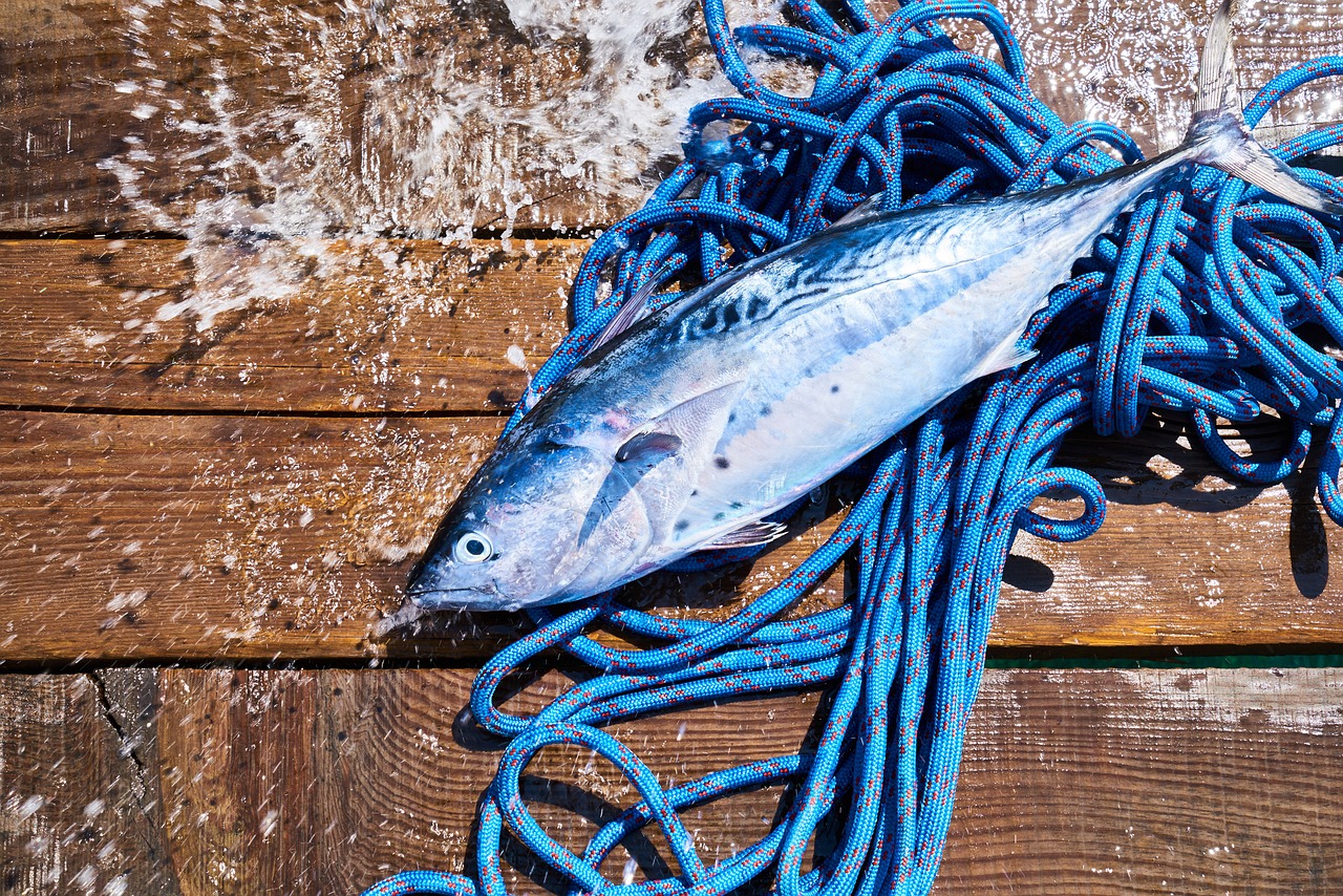 藍(lán)太陽魚可以吃嗎，藍(lán) 太陽魚 觀賞魚 第2張