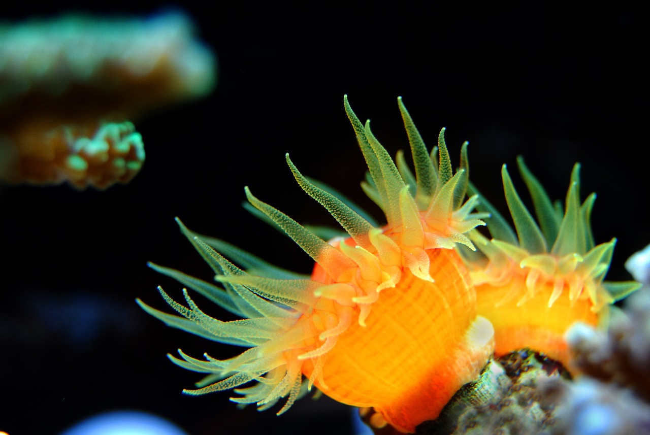 水族館店鋪 （水族館店鋪名字大全） 水族主題相關(guān) 第2張