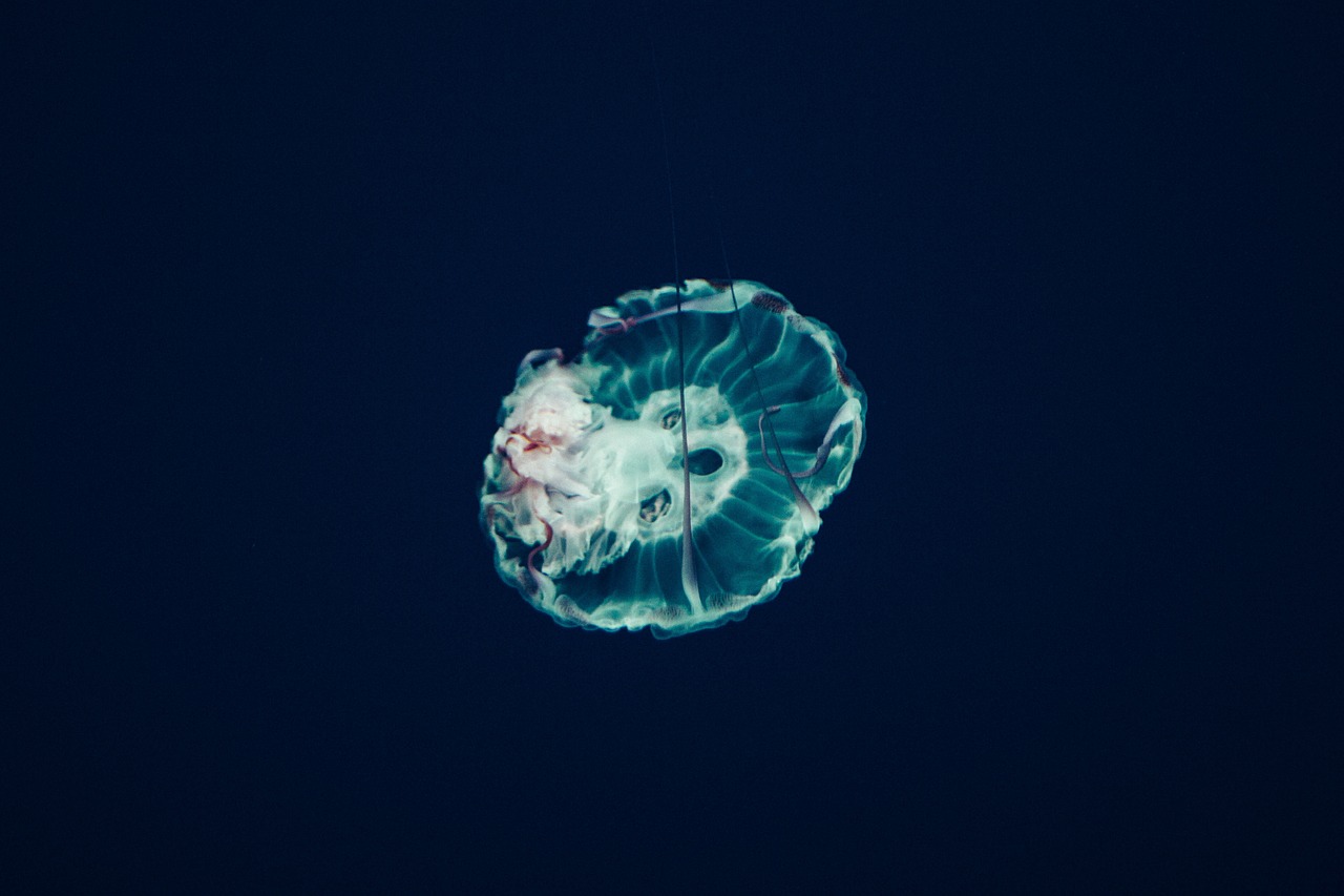 水族館 繪畫 （水族館繪畫）