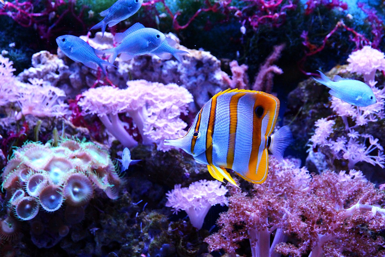 水族館繪畫素材  水族主題相關 第2張