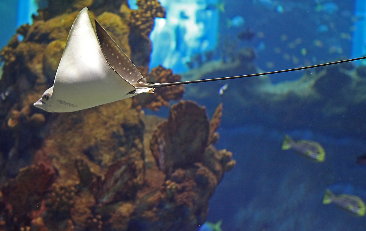 水族館繪畫作品 （水族館繪畫作品圖片） 水族主題相關(guān) 第2張