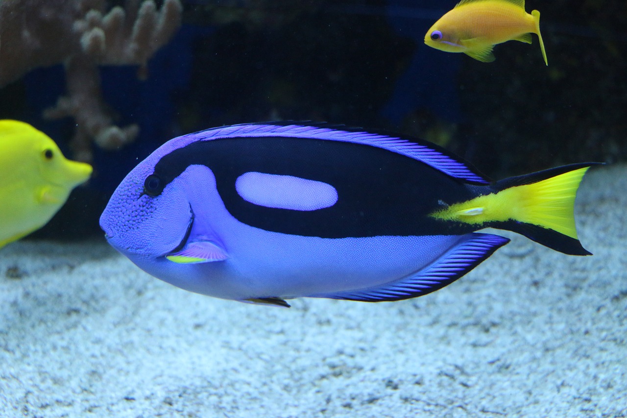 水族館畫畫圖片大全兒童 （水族館畫畫圖片大全兒童版） 水族主題相關(guān) 第2張