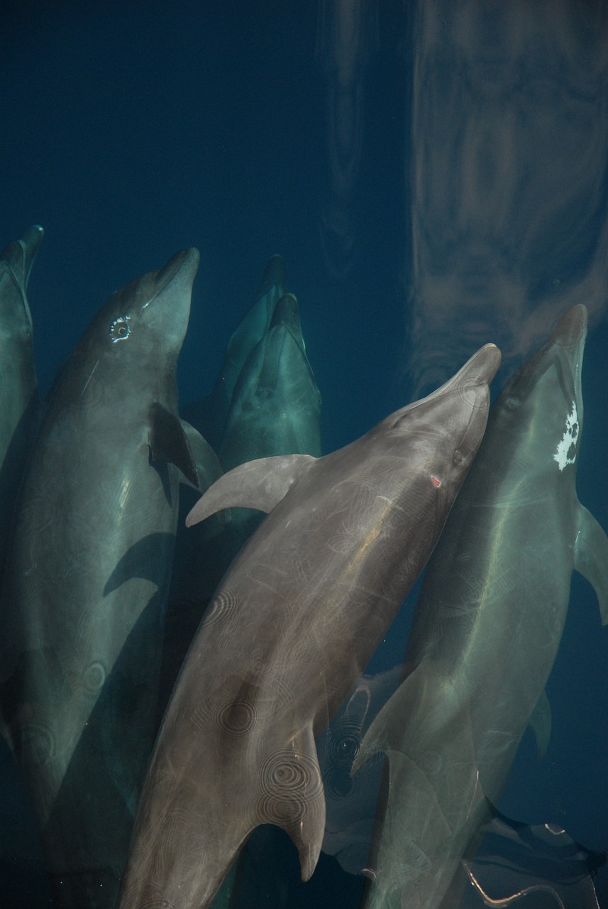 水族館手繪效果圖 （水族館手繪效果圖大全） 水族主題相關(guān) 第1張