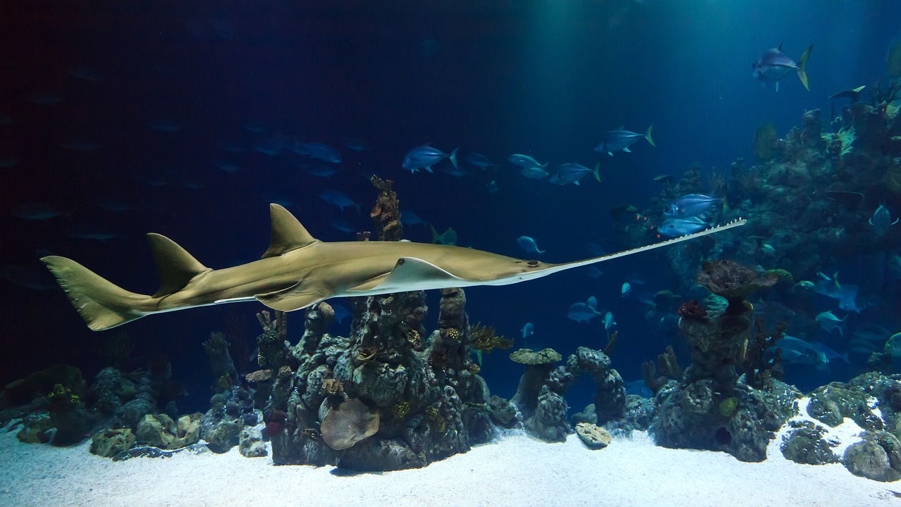 撫順市望花區(qū)宏峰生態(tài)水族館 （撫順市望花區(qū)宏峰生態(tài)水族館電話）