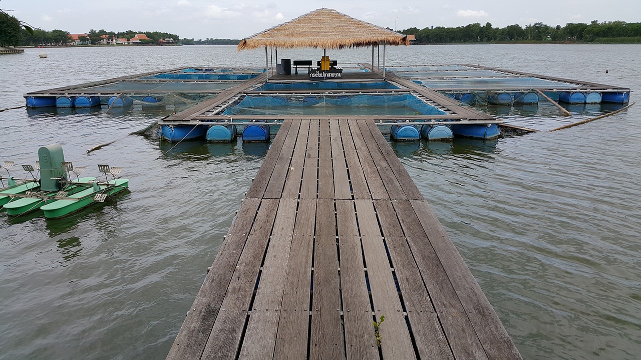 雷龍魚一般多少錢一條圖片，雷龍魚大概多少錢一條 觀賞魚 第2張