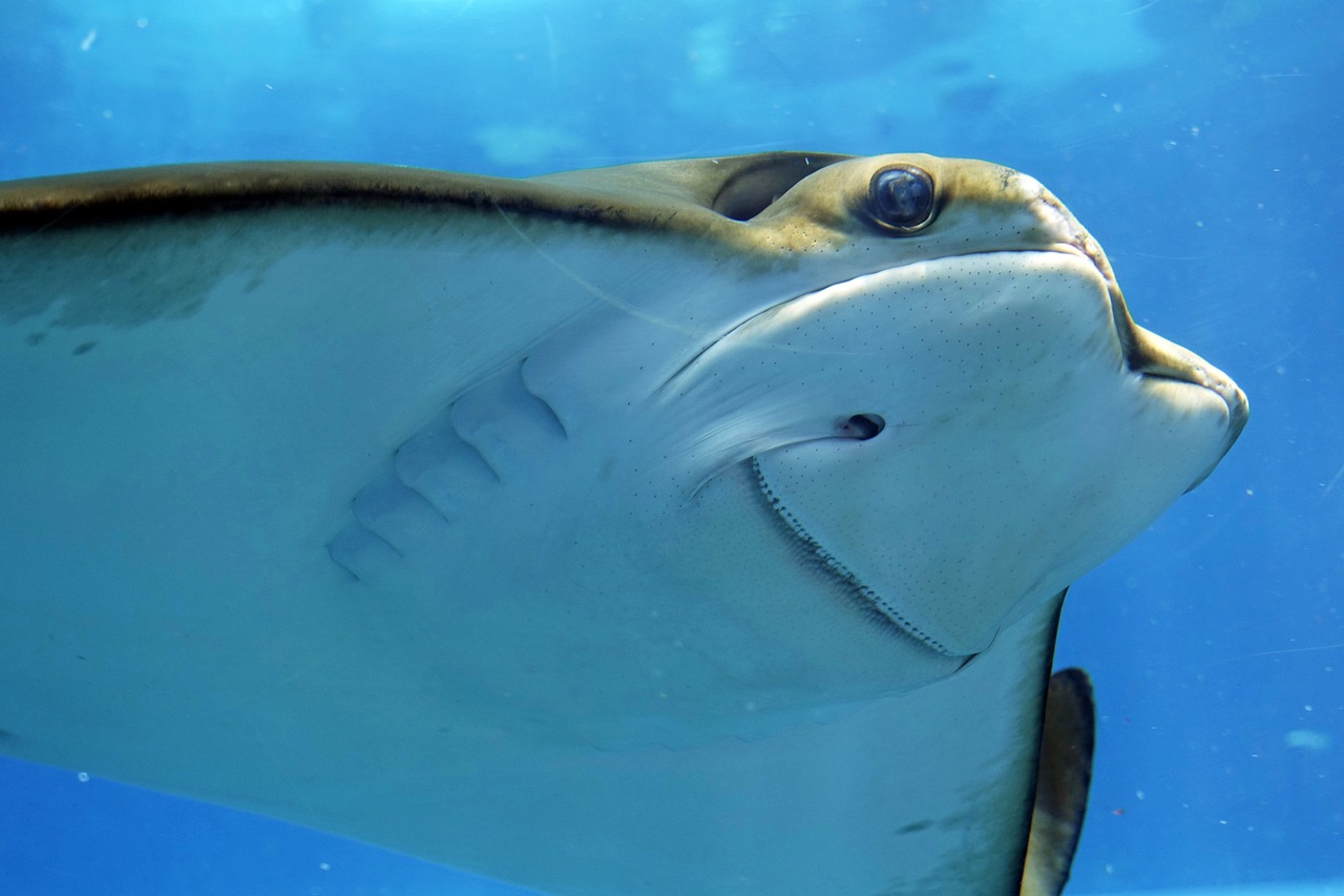 裕華飛逸舞鯉水族館  全國水族館企業(yè)名錄 第2張