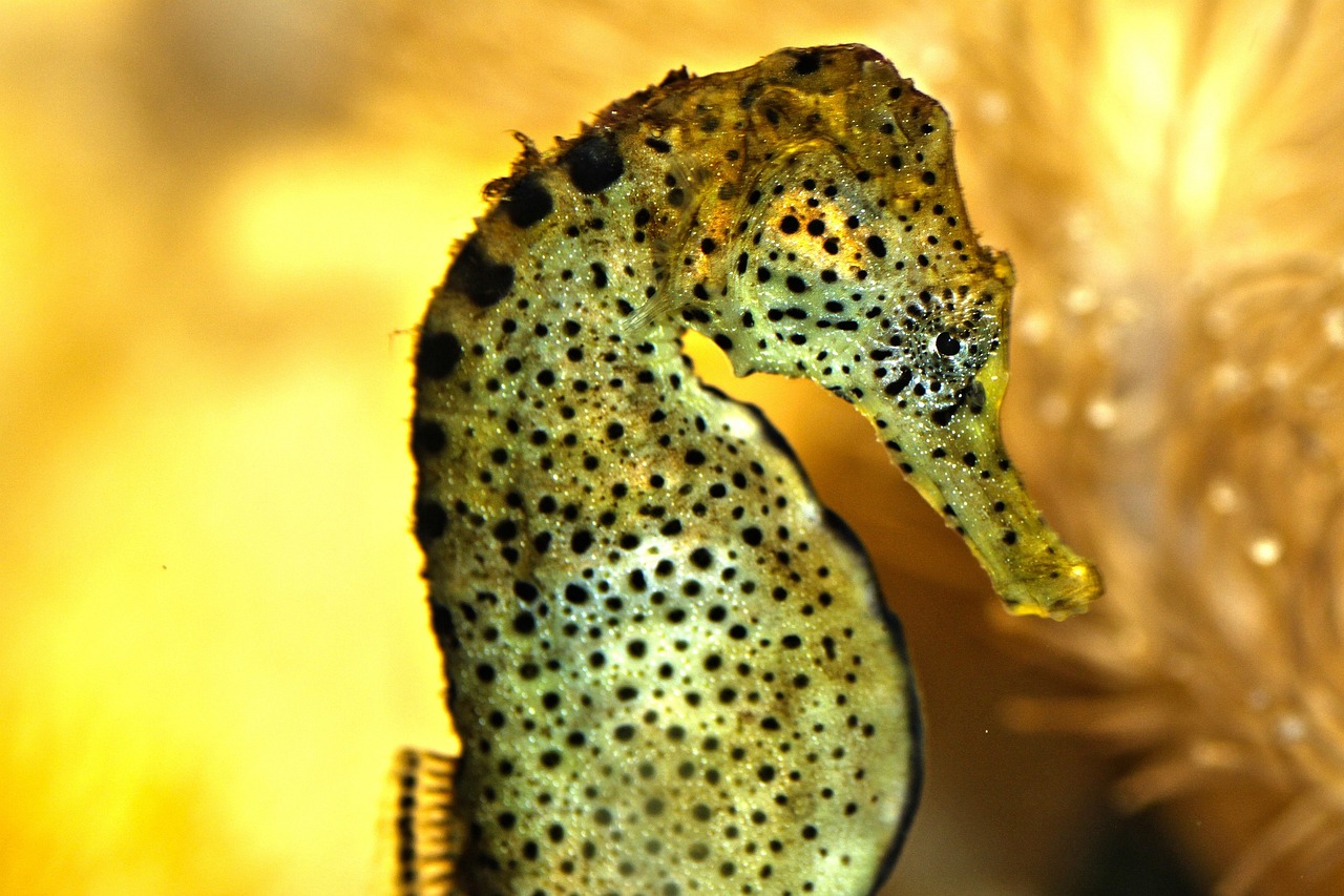 赤壁萬(wàn)興水族館管理服務(wù)社 （赤壁萬(wàn)興水族館管理服務(wù)社區(qū)電話）