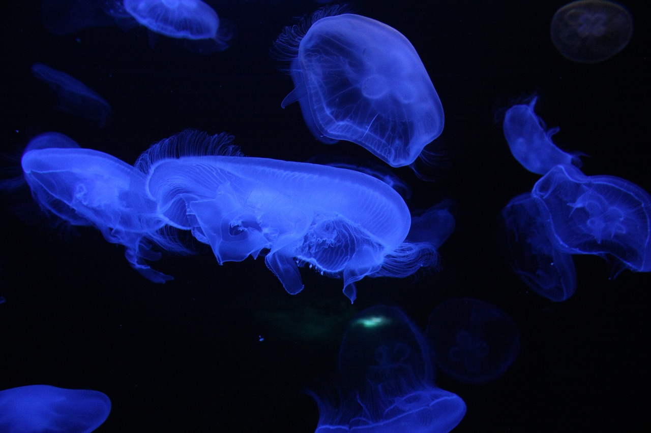 商河縣宇琨水族館 