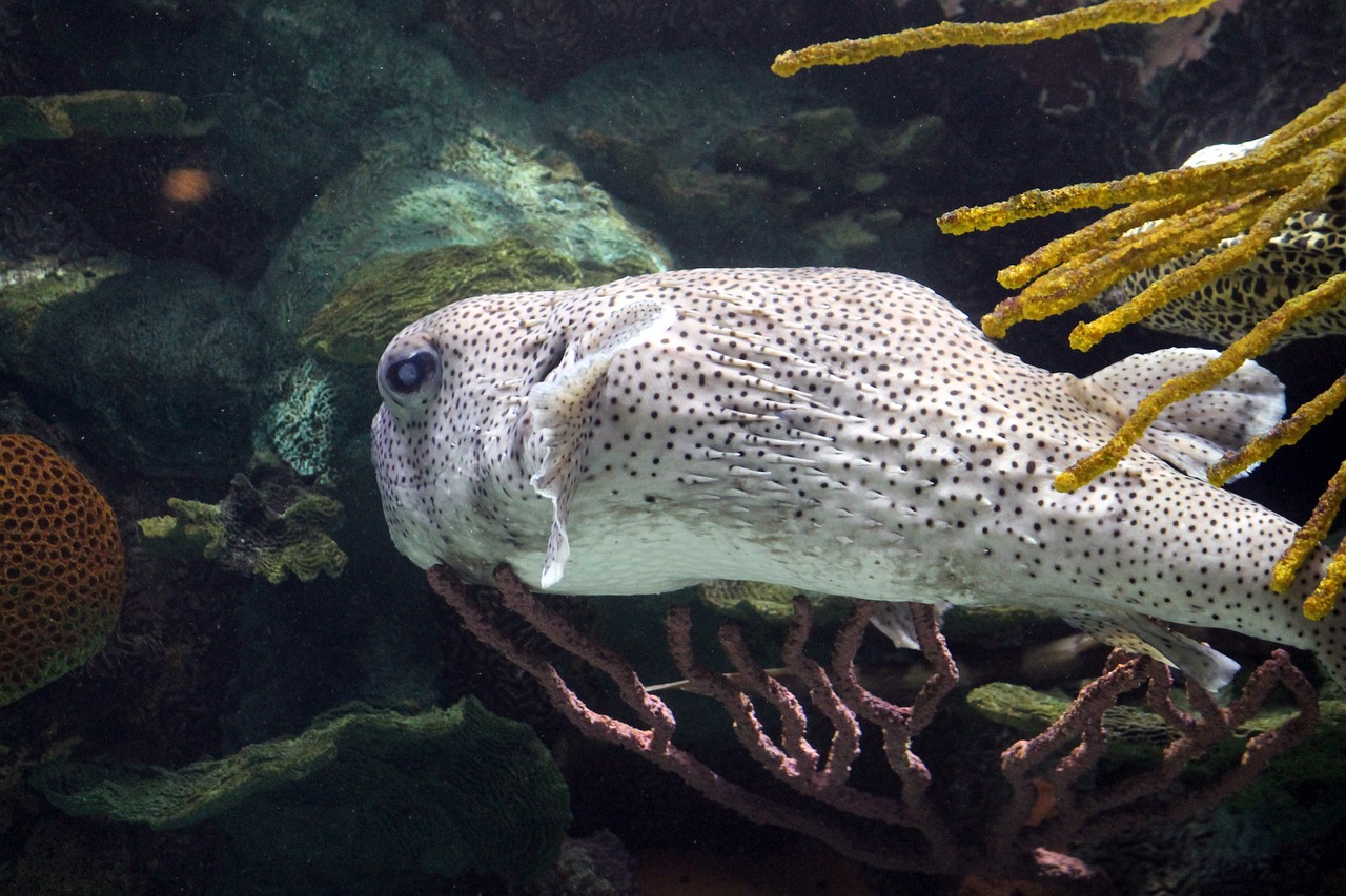 水族館的魚缸用什么樹脂做的呢，水族館魚缸圖片大全