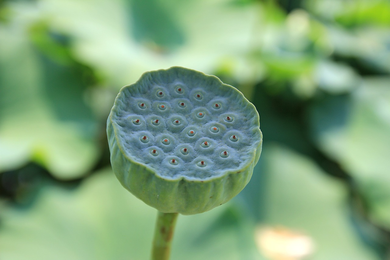 廣州常見的植物有哪些 （廣州常見的植物有哪些圖片） 廣州景觀設(shè)計(jì) 第1張