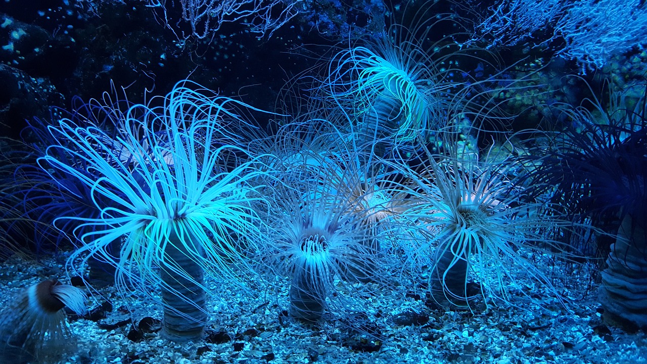 蘭山區(qū)尼莫的家水族館 （尼莫家潛水俱樂部）