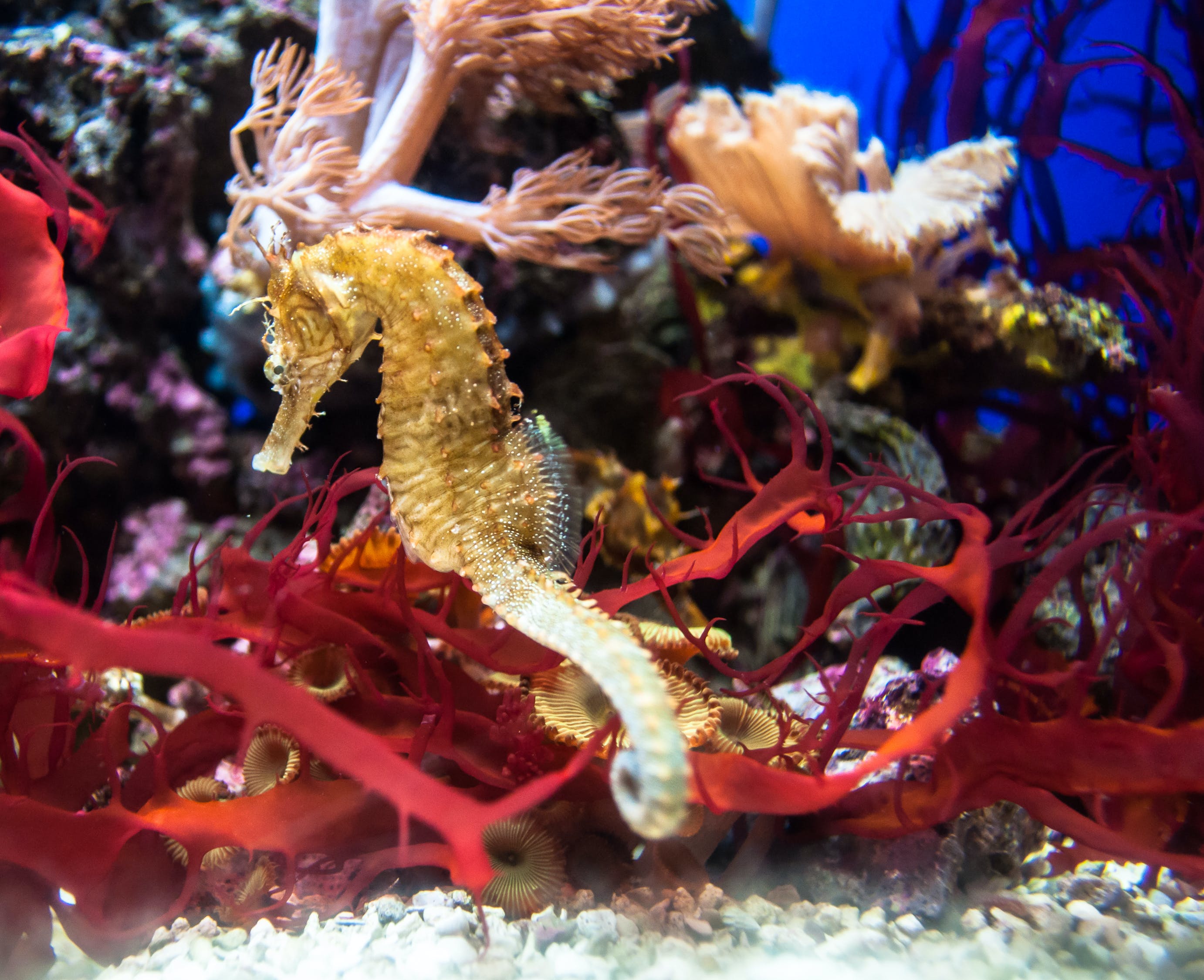 曲阜市魚道水族館 （曲阜市魚道水族館電話） 全國水族館企業(yè)名錄 第2張