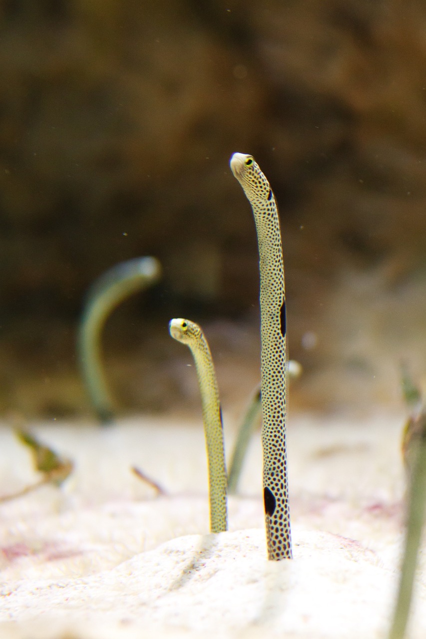 小型雷龍魚品種大全 （小型雷龍魚品種大全圖片）