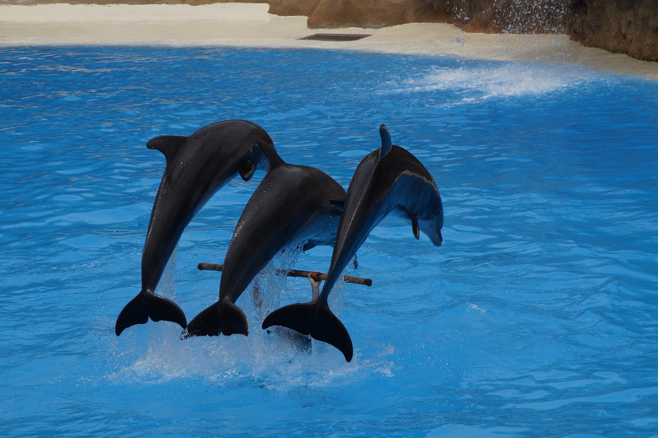 哈爾濱市道里區(qū)美化心凈水族館  全國水族館企業(yè)名錄 第2張