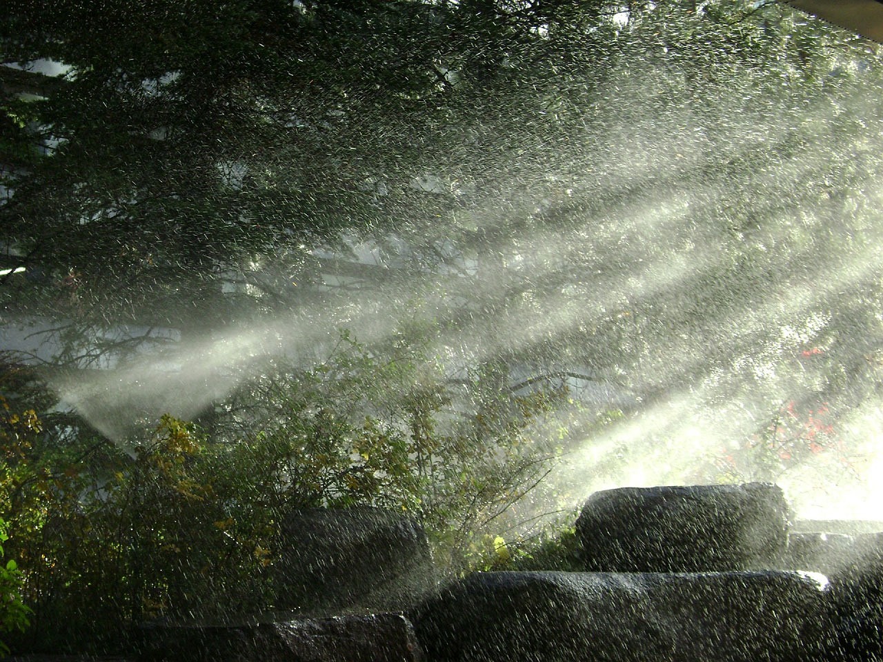 淡水魚缸養(yǎng)什么水草好看，淡水魚缸水草哪種好養(yǎng) 水草 第2張