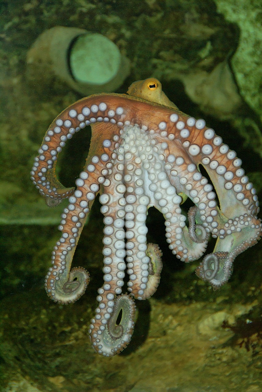 順平縣木木水族館 （順平縣木木水族館電話）