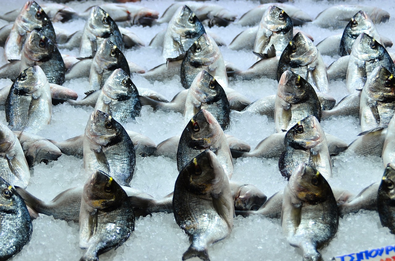 賣魚的利潤和方法，淡水魚批發(fā)生意好做嗎